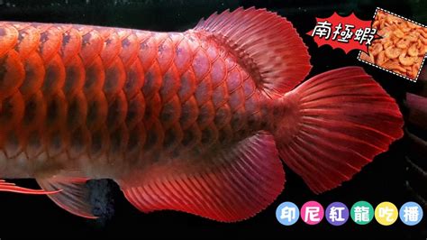 紅龍魚可以吃嗎|龍魚可以吃嗎？